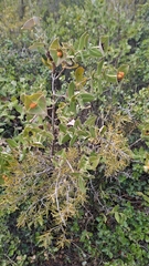 Lonicera implexa