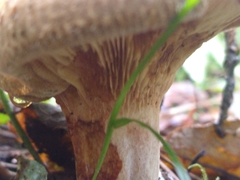 Paxillus involutus