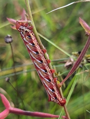 Eumorpha fasciatus
