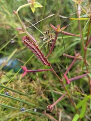 Eumorpha fasciatus