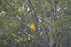 Aegithina lafresnayei