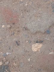 Camponotus compressus