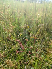 Eumorpha fasciatus