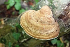 Fomes fomentarius