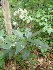 Eutrochium purpureum