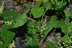 Reynoutria multiflora