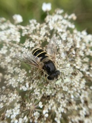 Eristalis hirta