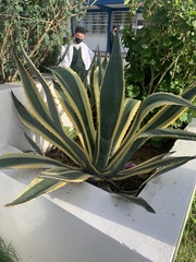 Agave