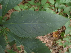 Eutrochium purpureum
