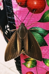 Paysandisia archon