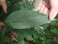 Eutrochium purpureum