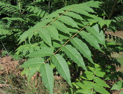 Ailanthus altissima