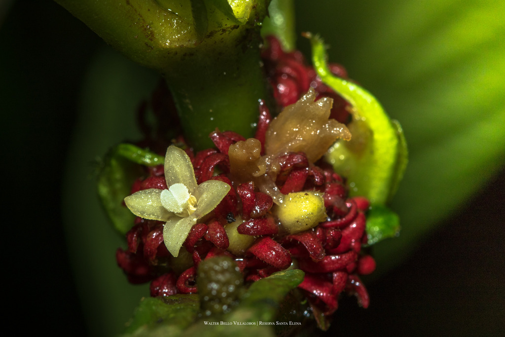 Hoffmannia congesta