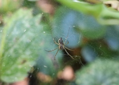 Frontinellina frutetorum