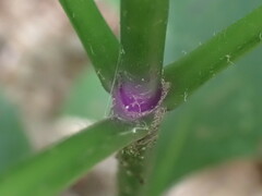 Eutrochium purpureum