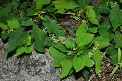 Reynoutria multiflora