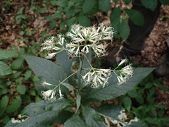 Eutrochium purpureum