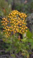 Bupleurum fruticosum