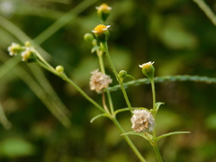 Galinsoga parviflora