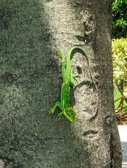 Anolis equestris