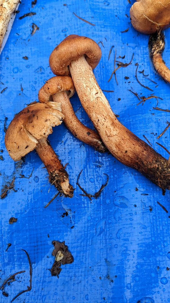 Tricholoma psammopus · September 2022 · photo: © atsushi_nakajima_cirque (iNaturalist, cc-by)