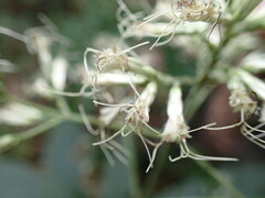 Eutrochium purpureum