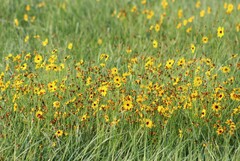 Coreopsis tinctoria