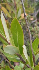 Bupleurum fruticosum