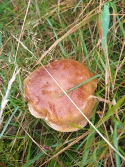 Suillus grevillei