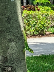 Anolis equestris
