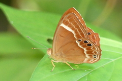 Abisara