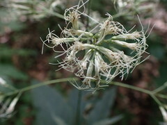 Eutrochium purpureum