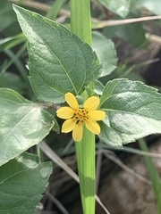 Calyptocarpus vialis