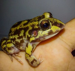 Leptodactylus troglodytes