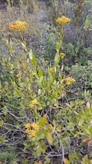 Bupleurum fruticosum