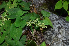 Reynoutria multiflora