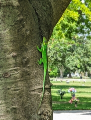 Anolis equestris