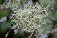Evernia mesomorpha