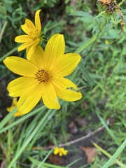 Bidens aristosa