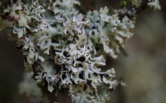 Hypogymnia physodes