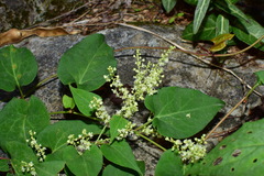 Reynoutria multiflora