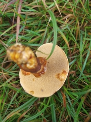 Suillus grevillei