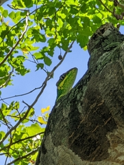 Anolis equestris