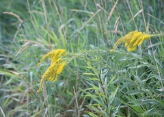 Solidago lepida