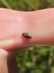 Anisosticta novemdecimpunctata