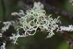 Evernia mesomorpha