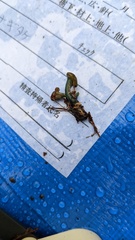 Leotia chlorocephala