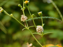 Galinsoga parviflora