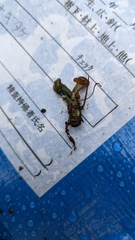 Leotia chlorocephala