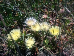 Carpobrotus edulis